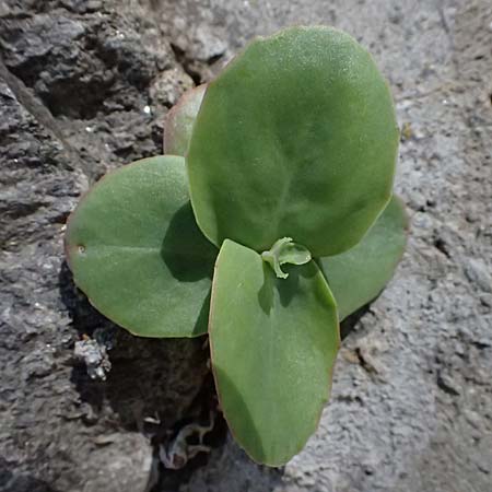 Hylotelephium telephium \ Purpur-Waldfetthenne / Witch's Moneybags, A Osttirol, Matrei 14.5.2025