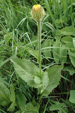 Doronicum austriacum \ sterreicher Gmswurz / Austrian Leopard's-Bane, A Pusterwald, Eiskar 1.7.2019