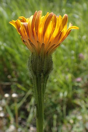 Leontodon hispidus \ Rauer Lwenzahn, Steifhaariges Milchkraut / Rough Hawkbit, A Pusterwald 29.6.2021