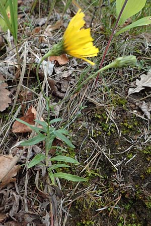 Hieracium umbellatum \ Doldiges Habichtskraut / Narrow-Leaved Hawkweed, A Hainburg 25.9.2022