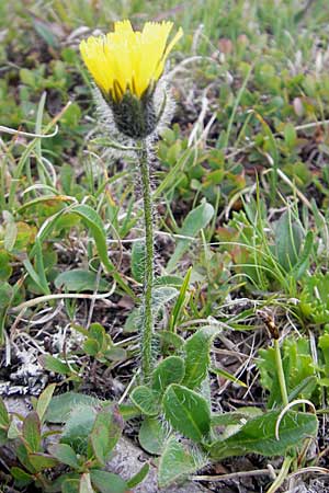 Hieracium pilosum \ Wollkpfiges Habichtskraut, Moris Habichtskraut / Moris' Hawkweed, A Kärnten/Carinthia, Petzen 2.7.2010