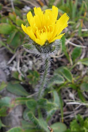 Hieracium pilosum \ Wollkpfiges Habichtskraut, Moris Habichtskraut / Moris' Hawkweed, A Kärnten/Carinthia, Petzen 2.7.2010