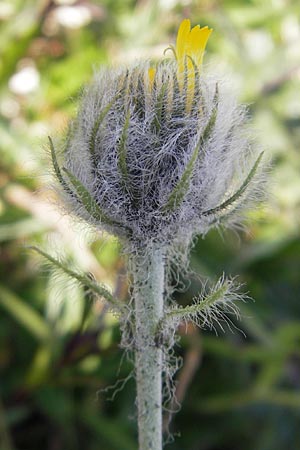 Hieracium villosum \ Zottiges Habichtskraut / Shaggy Hawkweed, A Trenchtling 3.7.2010