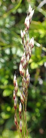Helictotrichon versicolor \ Bunter Wiesenhafer / Oat Grass, A Nockberge, Klomnock 10.7.2019