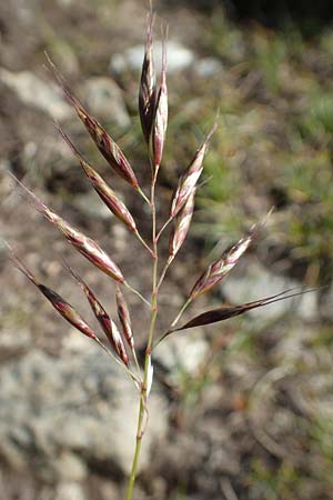 Helictotrichon versicolor \ Bunter Wiesenhafer / Oat Grass, A Nockberge, Klomnock 10.7.2019