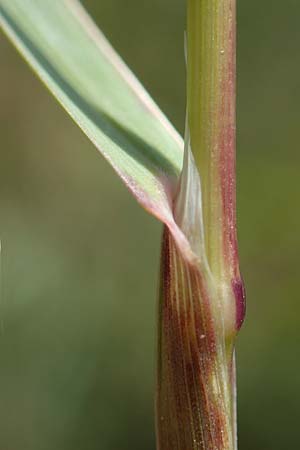 Helictotrichon versicolor \ Bunter Wiesenhafer / Oat Grass, A Nockberge, Klomnock 10.7.2019