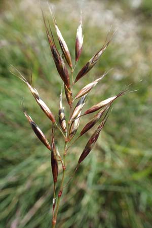 Helictotrichon versicolor \ Bunter Wiesenhafer / Oat Grass, A Nockberge, Klomnock 10.7.2019