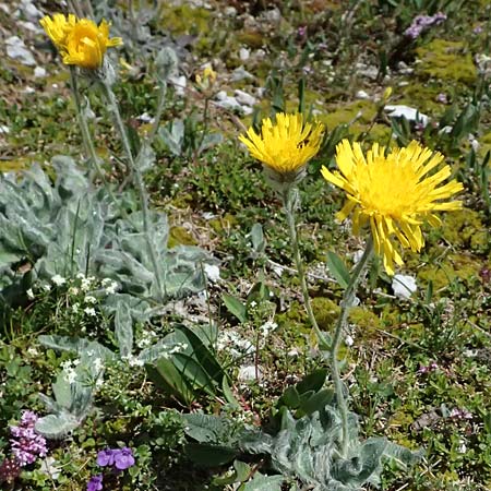 Hieracium villosum \ Zottiges Habichtskraut / Shaggy Hawkweed, A Admont 5.7.2024