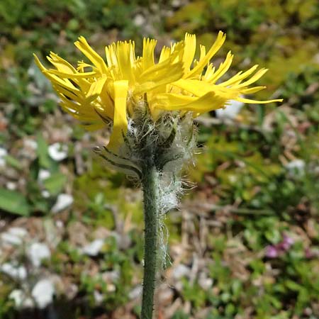 Hieracium villosum \ Zottiges Habichtskraut / Shaggy Hawkweed, A Admont 5.7.2024