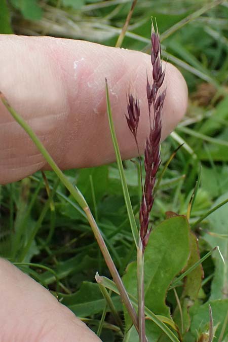 Helictotrichon versicolor \ Bunter Wiesenhafer / Oat Grass, A Trenchtling 6.7.2024