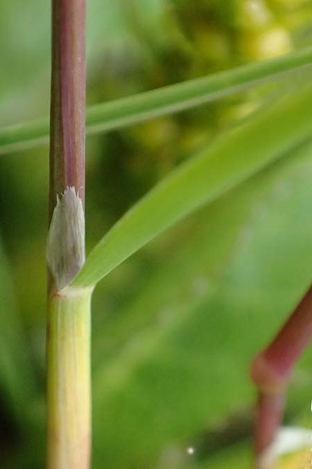 Helictotrichon versicolor \ Bunter Wiesenhafer / Oat Grass, A Trenchtling 6.7.2024