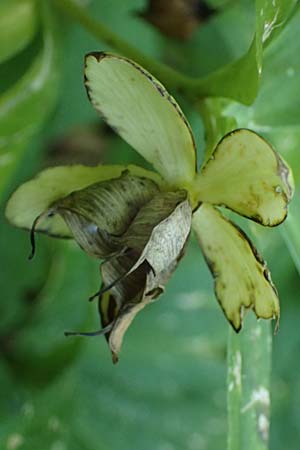 Helleborus viridis \ Gr�ne Nieswurz / Green Hellebore, A Stainzer Warte 16.6.2026