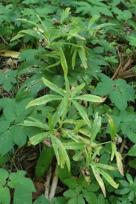 Helleborus viridis \ Gr�ne Nieswurz / Green Hellebore, A Stainzer Warte 16.6.2026