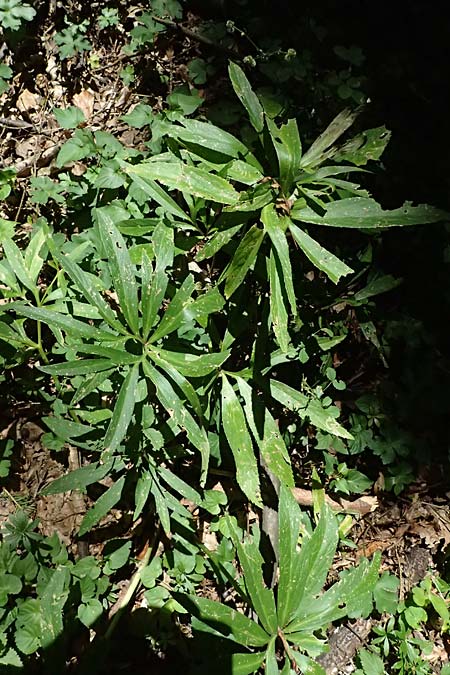 Helleborus viridis \ Gr�ne Nieswurz / Green Hellebore, A Stainzer Warte 16.6.2026