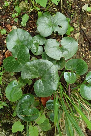 Asarum europaeum \ Haselwurz / Asarabacca, A Frein an der Mürz 3.7.2020