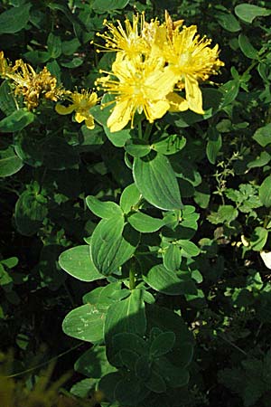 Hypericum maculatum \ Geflecktes Johanniskraut / Imperforate St. John's-Wort, A Kärnten/Carinthia, Petzen 21.7.2007