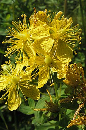 Hypericum maculatum \ Geflecktes Johanniskraut / Imperforate St. John's-Wort, A Kärnten/Carinthia, Petzen 21.7.2007
