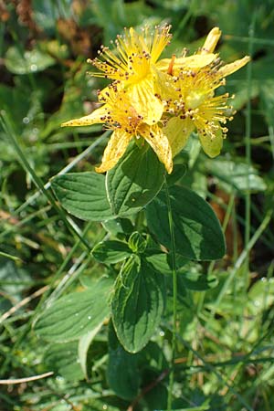 Hypericum maculatum \ Geflecktes Johanniskraut / Imperforate St. John's-Wort, A Kärnten/Carinthia, Petzen 8.8.2016