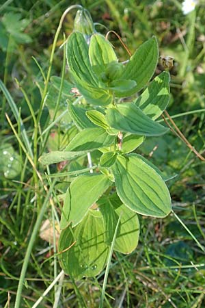Hypericum maculatum \ Geflecktes Johanniskraut / Imperforate St. John's-Wort, A Kärnten/Carinthia, Petzen 8.8.2016