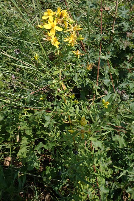 Hypericum elegans \ Zierliches Johanniskraut / Elegant St. John's-Wort, A Gumpoldskirchen 9.7.2023