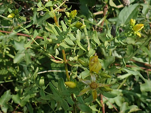 Hypericum elegans \ Zierliches Johanniskraut / Elegant St. John's-Wort, A Gumpoldskirchen 9.7.2023