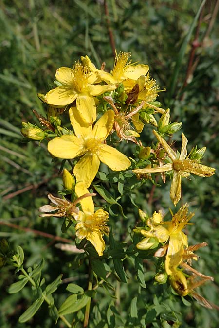 Hypericum elegans \ Zierliches Johanniskraut / Elegant St. John's-Wort, A Gumpoldskirchen 9.7.2023