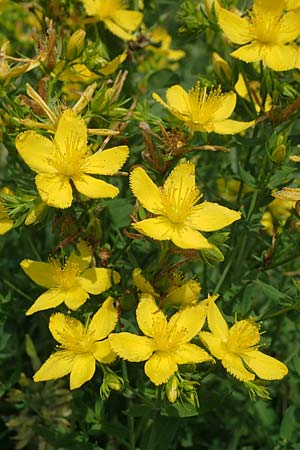 Hypericum perforatum \ Echtes Johanniskraut, Tpfel-Hartheu / Perforate St. John's-Wort, A Weinviertel,  Goggendorf 10.7.2023