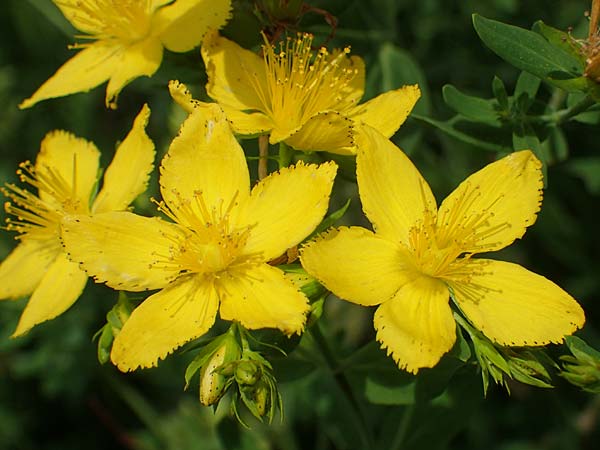 Hypericum perforatum \ Echtes Johanniskraut, Tpfel-Hartheu / Perforate St. John's-Wort, A Weinviertel,  Goggendorf 10.7.2023