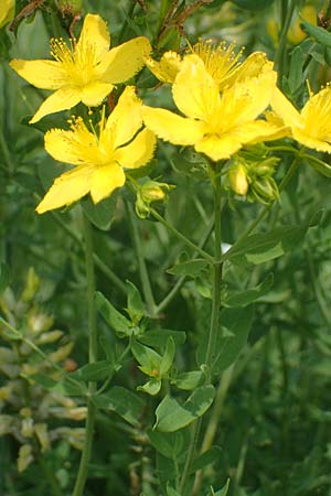 Hypericum perforatum \ Echtes Johanniskraut, Tpfel-Hartheu / Perforate St. John's-Wort, A Weinviertel,  Goggendorf 10.7.2023