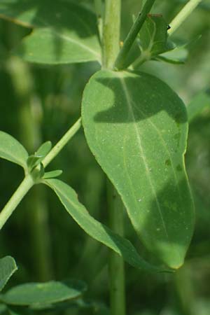 Hypericum perforatum \ Echtes Johanniskraut, Tpfel-Hartheu / Perforate St. John's-Wort, A Weinviertel,  Goggendorf 10.7.2023