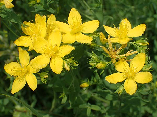 Hypericum perforatum \ Echtes Johanniskraut, Tpfel-Hartheu / Perforate St. John's-Wort, A Weinviertel,  Goggendorf 10.7.2023