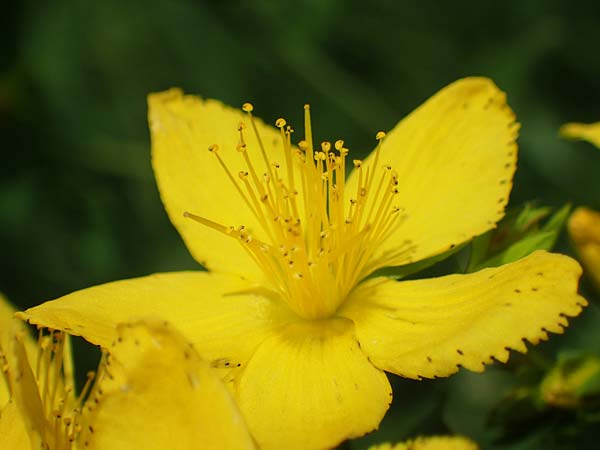 Hypericum perforatum \ Echtes Johanniskraut, Tpfel-Hartheu / Perforate St. John's-Wort, A Weinviertel,  Goggendorf 10.7.2023