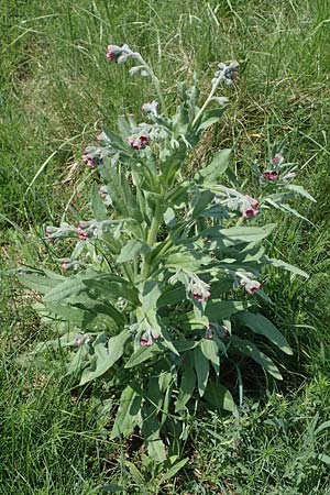 Cynoglossum officinale \ Gewhnliche Hundszunge / Hound's-Tongue, A Seewinkel, Podersdorf 10.5.2022