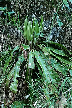Asplenium scolopendrium \ Hirschzungen-Farn / Hart's-tongue, A St. Gilgen 14.5.2025