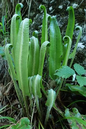 Asplenium scolopendrium \ Hirschzungen-Farn / Hart's-tongue, A St. Gilgen 14.5.2025