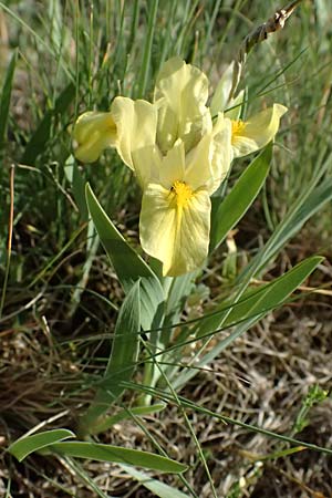 Iris arenaria \ Niedrige Schwertlilie / Sand Iris, A Pulkau 9.5.2025