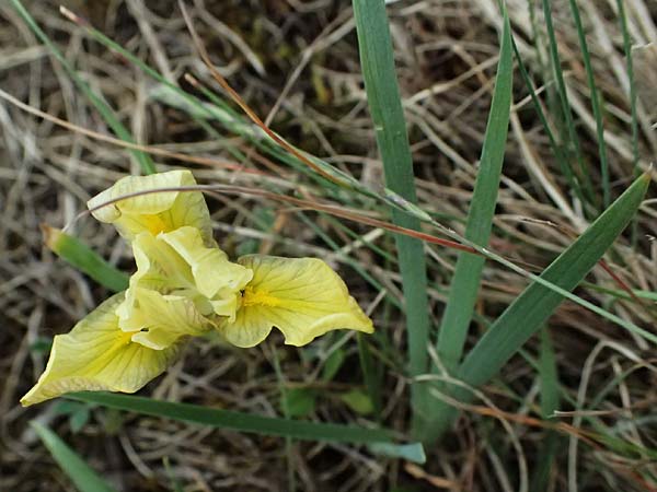 Iris arenaria \ Niedrige Schwertlilie / Sand Iris, A Pulkau 9.5.2025