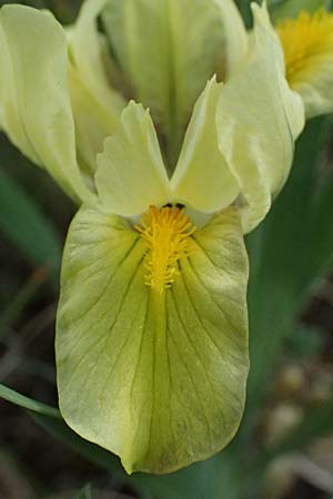 Iris arenaria \ Niedrige Schwertlilie / Sand Iris, A Pulkau 9.5.2025