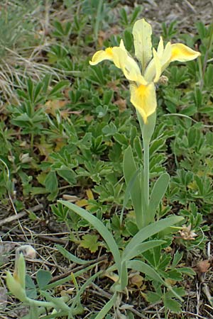 Iris arenaria \ Niedrige Schwertlilie / Sand Iris, A Pulkau 9.5.2025