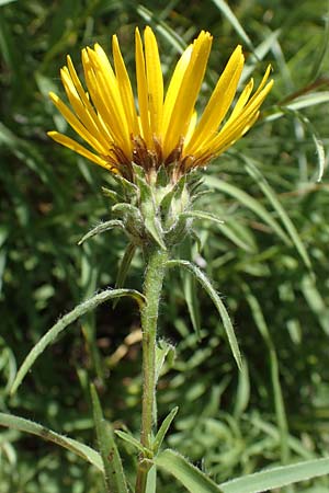 Pentanema ensifolium \ Schwertblttriger Alant, Zwerg-Alant / Swordleaf Inula, A Hainburg 8.7.2023