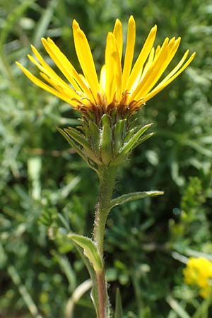 Pentanema ensifolium \ Schwertblttriger Alant, Zwerg-Alant / Swordleaf Inula, A Hainburg 8.7.2023