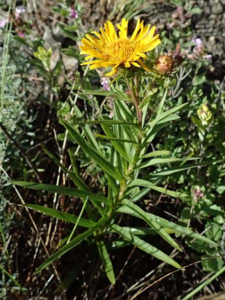 Pentanema ensifolium \ Schwertbl�ttriger Alant, Zwerg-Alant / Swordleaf Inula, A Bisamberg 13.6.2026