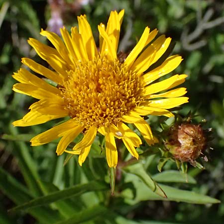 Pentanema ensifolium \ Schwertbl�ttriger Alant, Zwerg-Alant / Swordleaf Inula, A Bisamberg 13.6.2026
