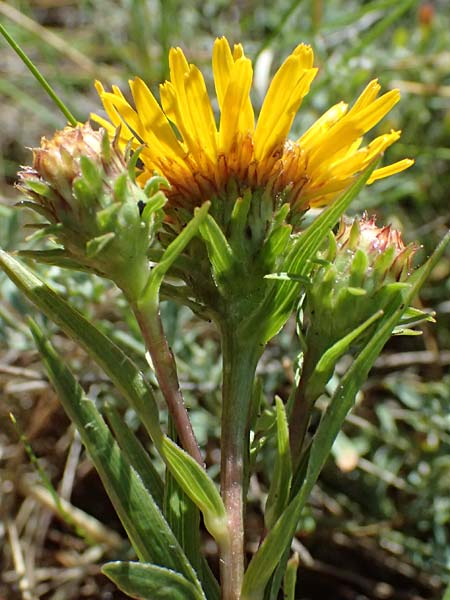 Pentanema ensifolium \ Schwertbl�ttriger Alant, Zwerg-Alant / Swordleaf Inula, A Bisamberg 13.6.2026