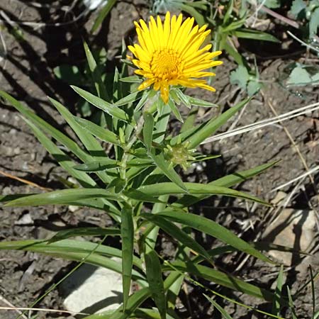Pentanema ensifolium \ Schwertbl�ttriger Alant, Zwerg-Alant / Swordleaf Inula, A Bisamberg 13.6.2026