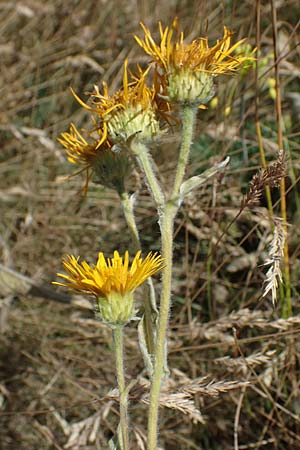 Pentanema germanicum \ Deutscher Alant / German Fleabane, A Hainburg 8.7.2023