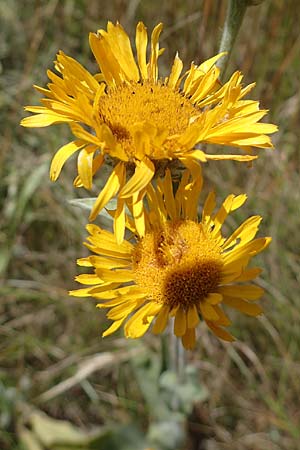 Pentanema germanicum \ Deutscher Alant / German Fleabane, A Hainburg 8.7.2023