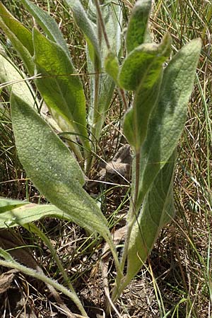 Pentanema germanicum \ Deutscher Alant / German Fleabane, A Hainburg 8.7.2023