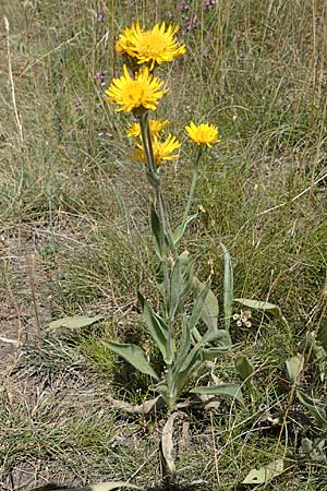Pentanema germanicum \ Deutscher Alant / German Fleabane, A Hainburg 8.7.2023