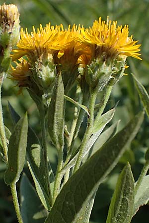 Pentanema germanicum \ Deutscher Alant / German Fleabane, A Gumpoldskirchen 9.7.2023